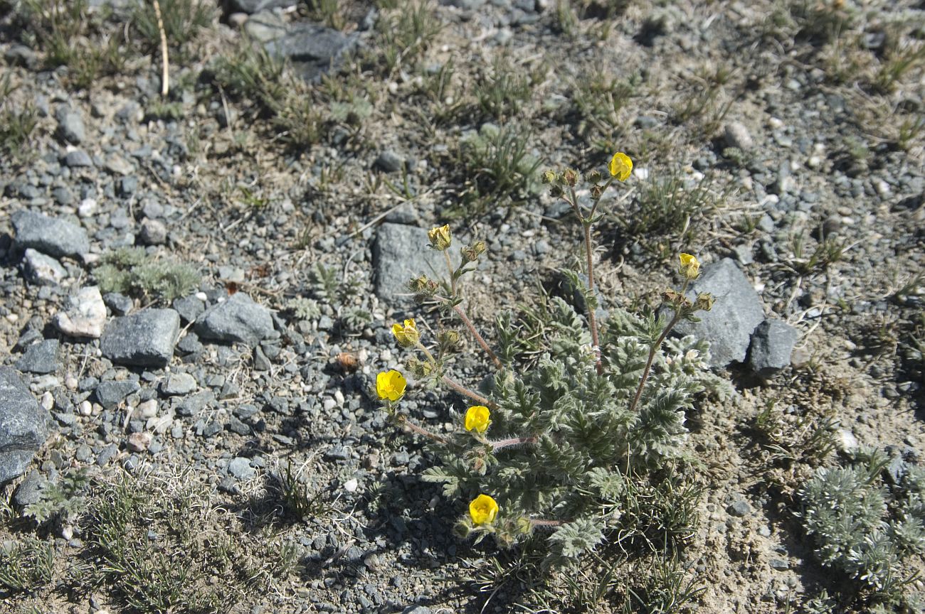 Изображение особи род Potentilla.