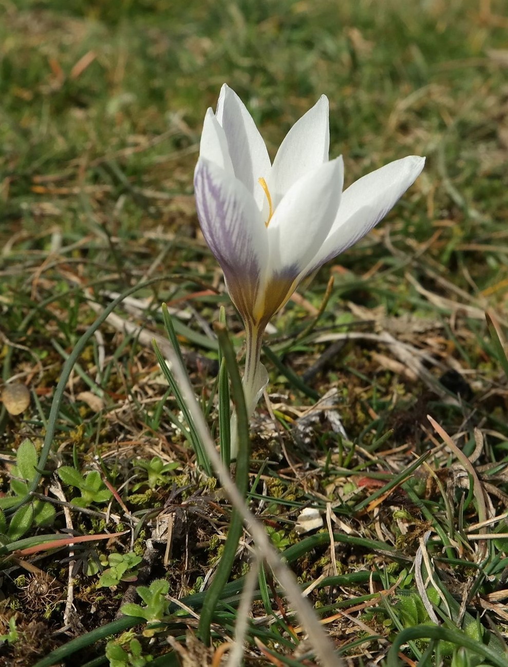 Изображение особи Crocus tauricus.