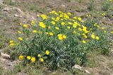 Argemone mexicana