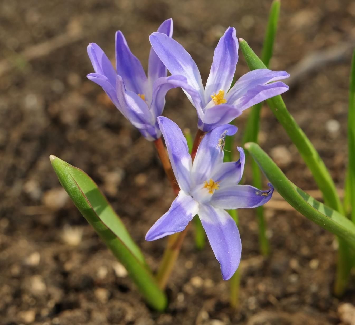 Изображение особи род Chionodoxa.