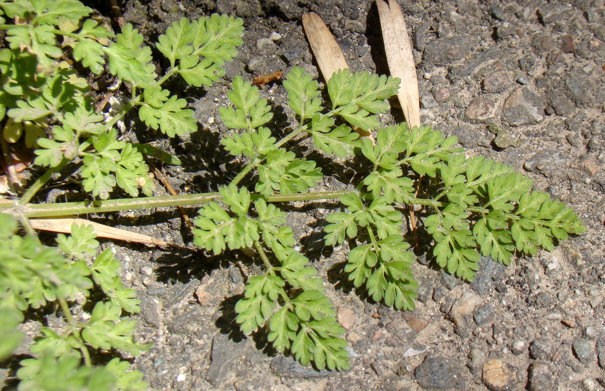 Image of Anthriscus caucalis specimen.