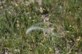 genus Stipa. Верхушка цветущего растения. Горный Крым, гора Южная Демерджи. 21.06.2009.