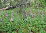 Hedysarum alpinum. Цветущие растения. Якутия, Мирнинский р-н, окр. пос. Светлый, тайга. 27.06.2009.