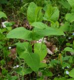 Hypericum bupleuroides