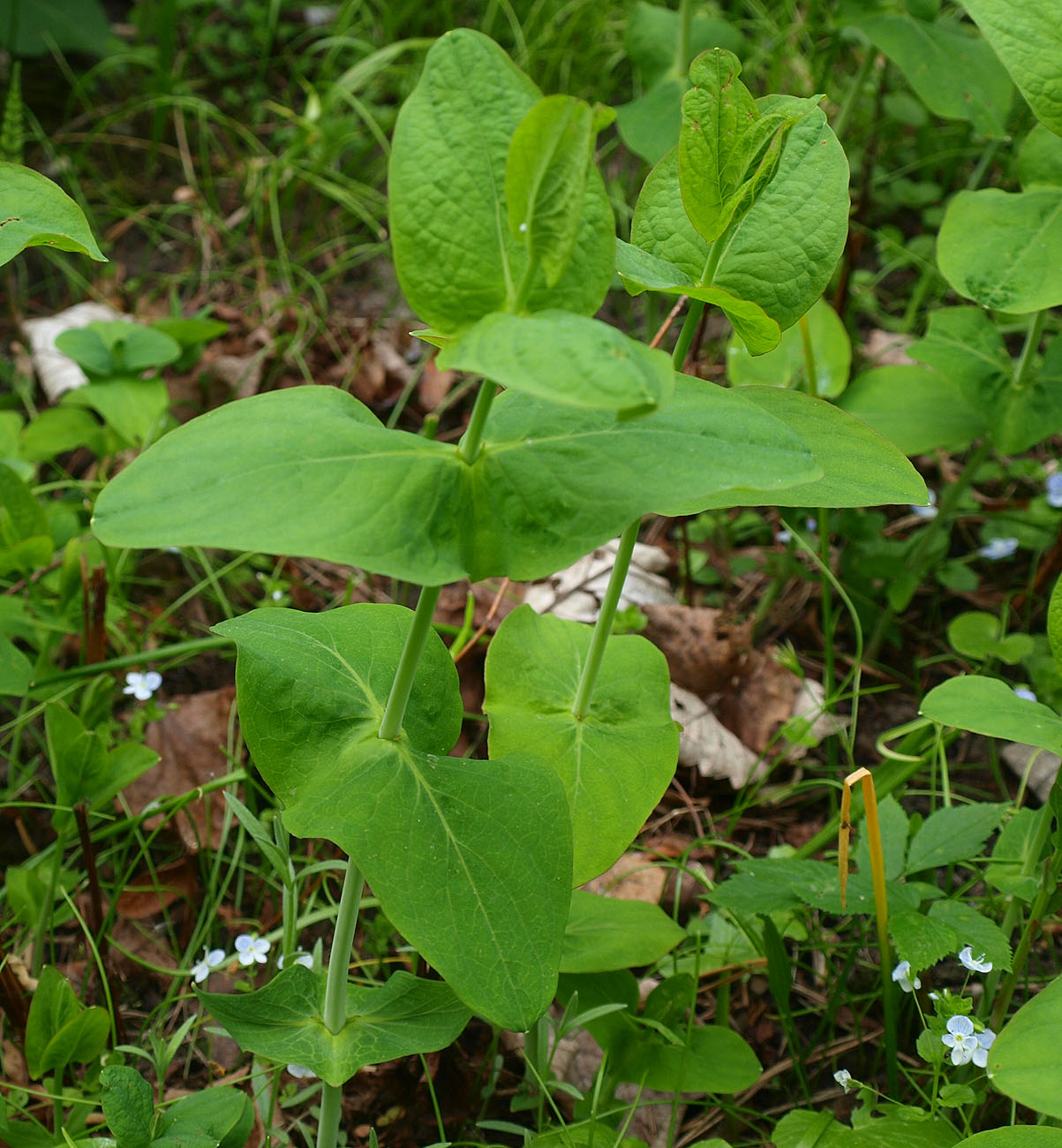 Image of Hypericum bupleuroides specimen.