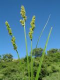 Carex otrubae