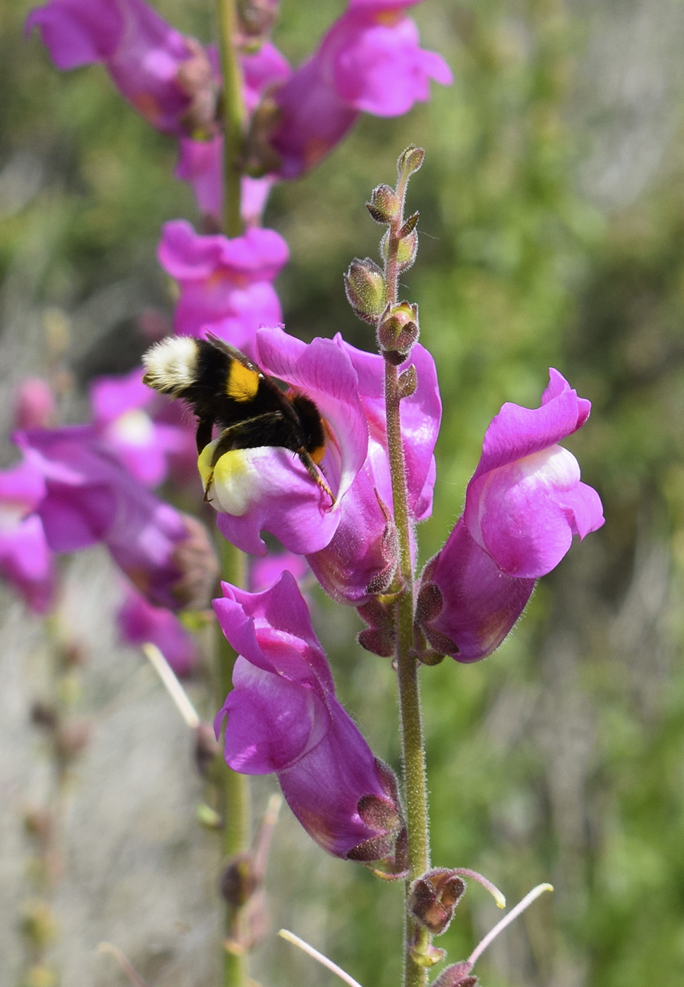 Изображение особи Antirrhinum majus.