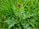 Carduus bicolorifolius. Вегетируюшее растение с нераспустившимися соцветиями. Украина, Львовская обл., Сколевский р-н, национальный природный парк \"Сколевские Бескиды\", окр. с. Каменка, на лугу возле речки. 14.05.2018.