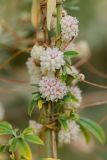 Cuscuta approximata