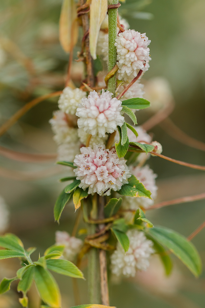 Изображение особи Cuscuta approximata.