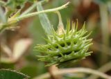 Medicago disciformis