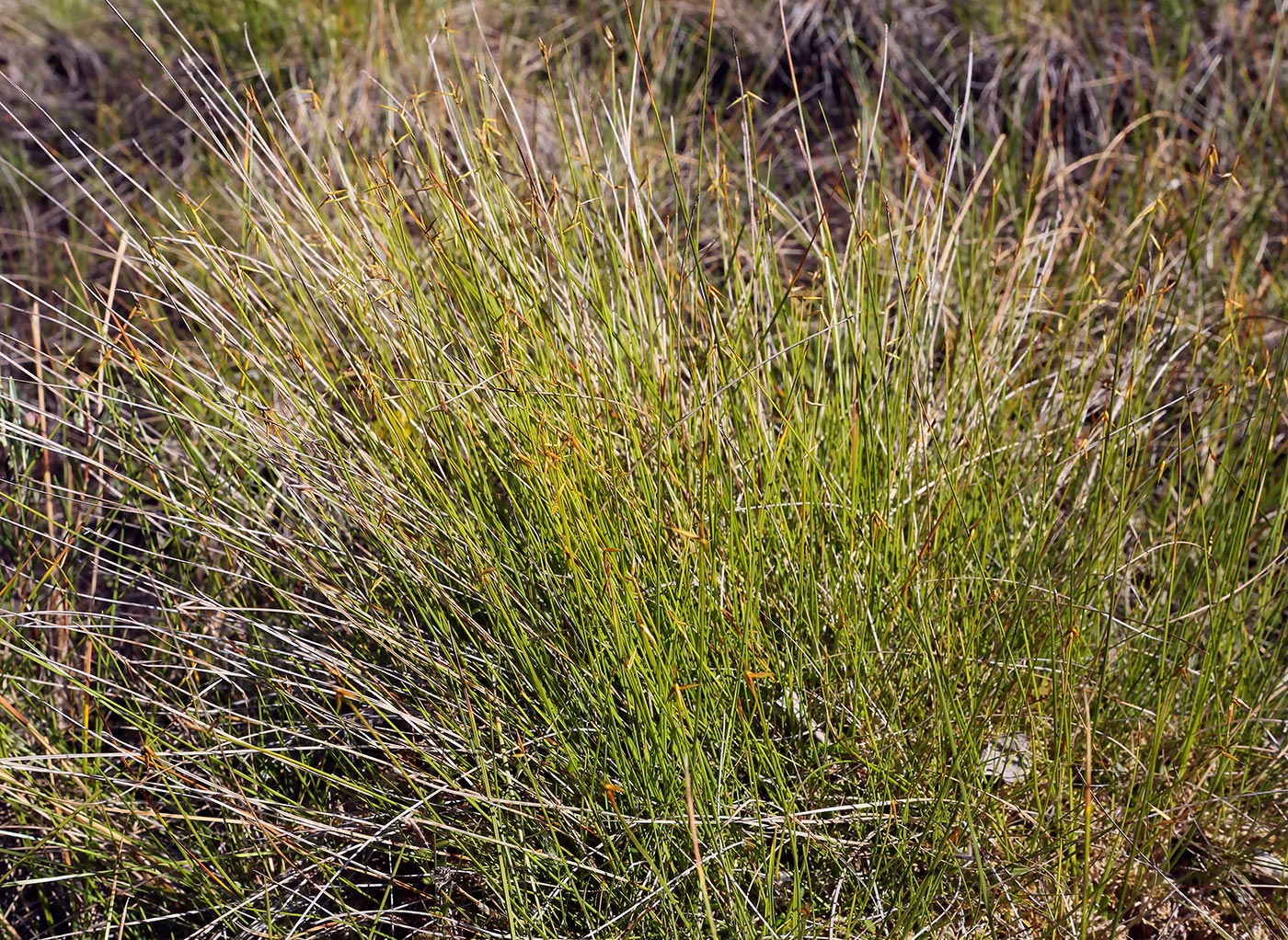 Изображение особи Carex pauciflora.