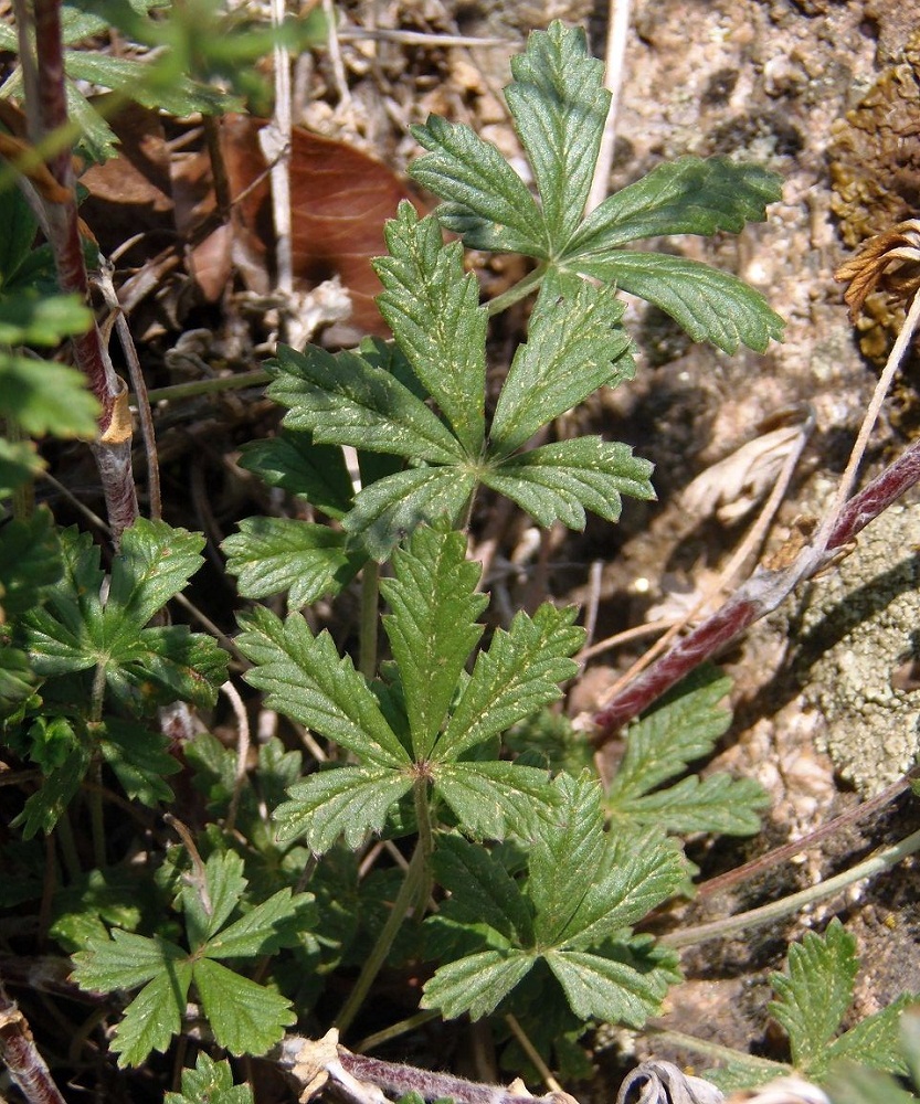 Image of Potentilla heidenreichii specimen.