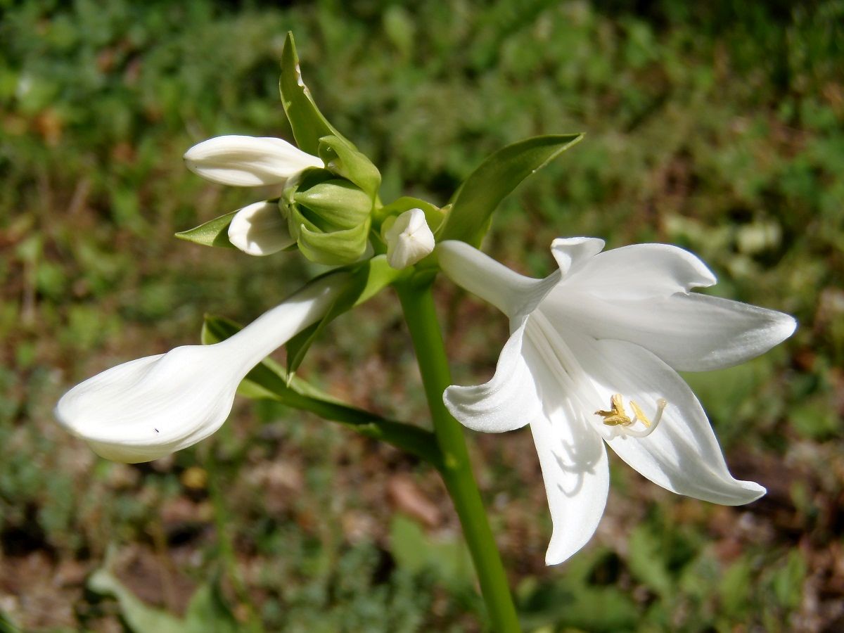 Image of Hosta plantaginea specimen.