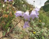 genus Campanula