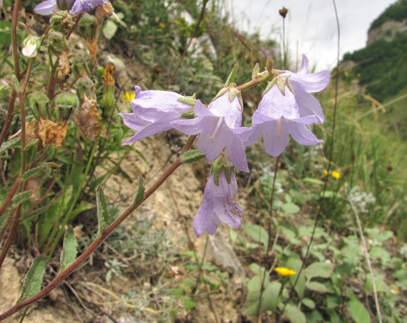 Изображение особи род Campanula.