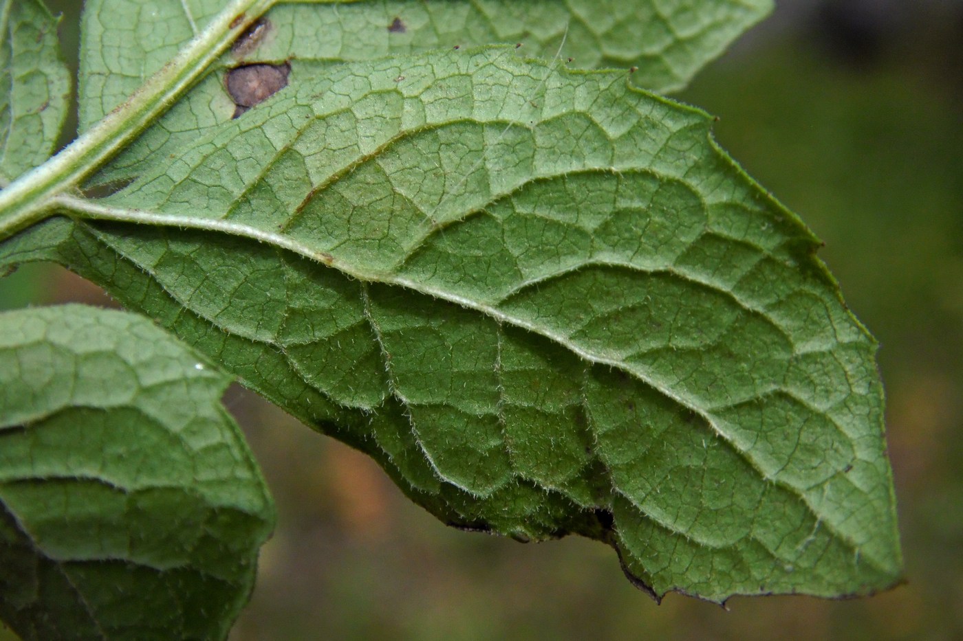 Image of Klasea quinquefolia specimen.