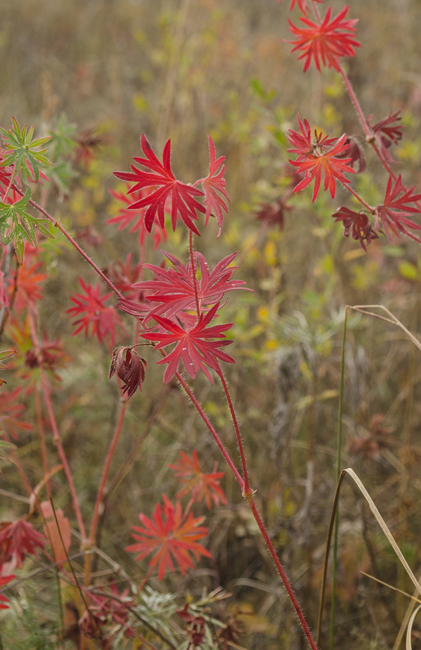 Image of Geranium sanguineum specimen.