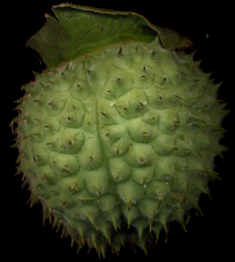 Image of Datura innoxia specimen.