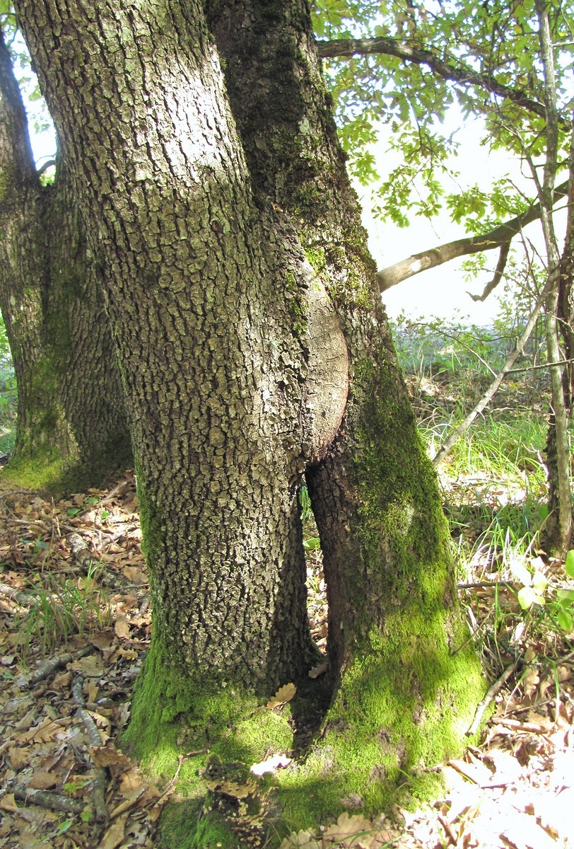 Изображение особи Quercus petraea.