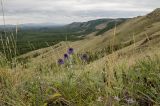 Echinops crispus. Цветущее растение. Башкортостан, Учалинский р-н, Ильчигуловский сельсовет, окр. дер. Мулдашево, хр. Нурали, луговой склон, ≈ 700 м н.у.м. 7 сентября 2018 г.