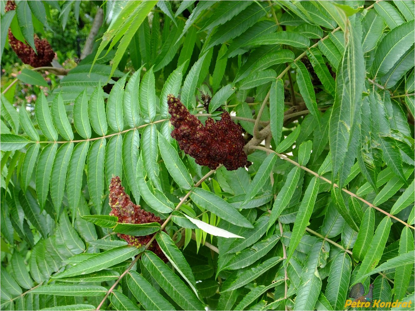 Изображение особи Rhus typhina.