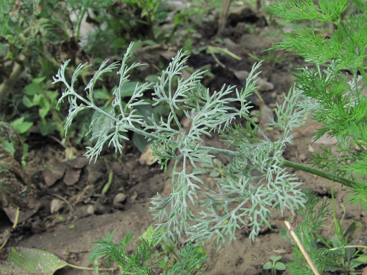 Image of Anethum graveolens specimen.