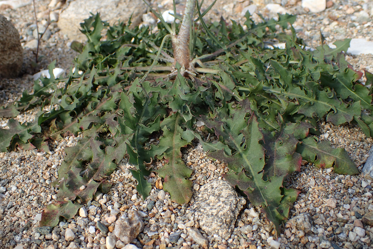 Изображение особи Chondrilla juncea.