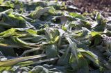 Stachys byzantina
