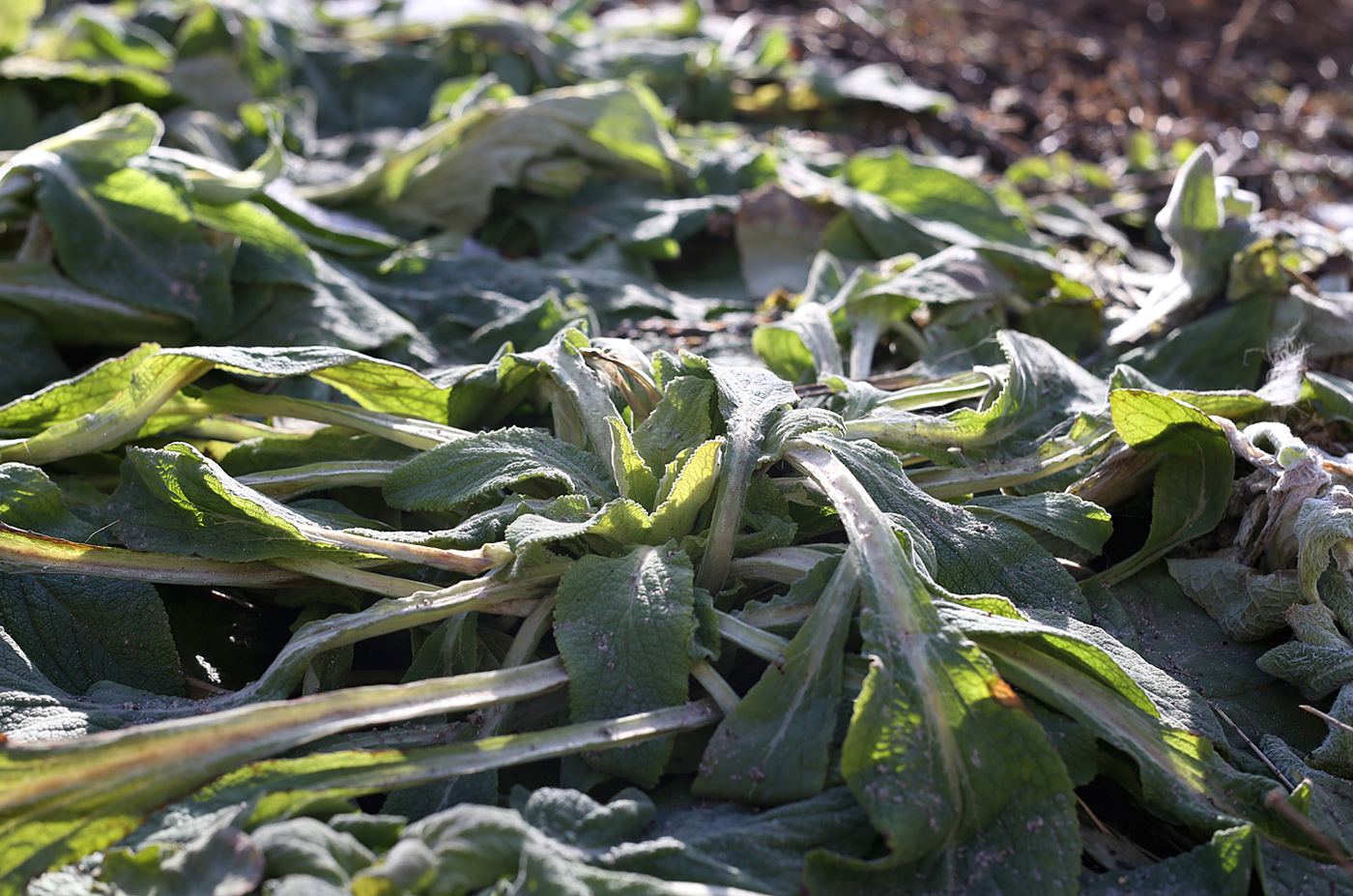 Изображение особи Stachys byzantina.