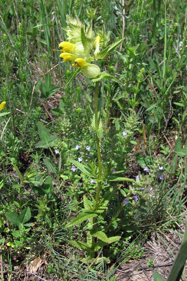 Image of Rhinanthus vernalis specimen.