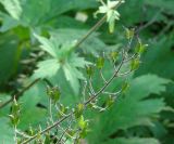 Aconitum septentrionale