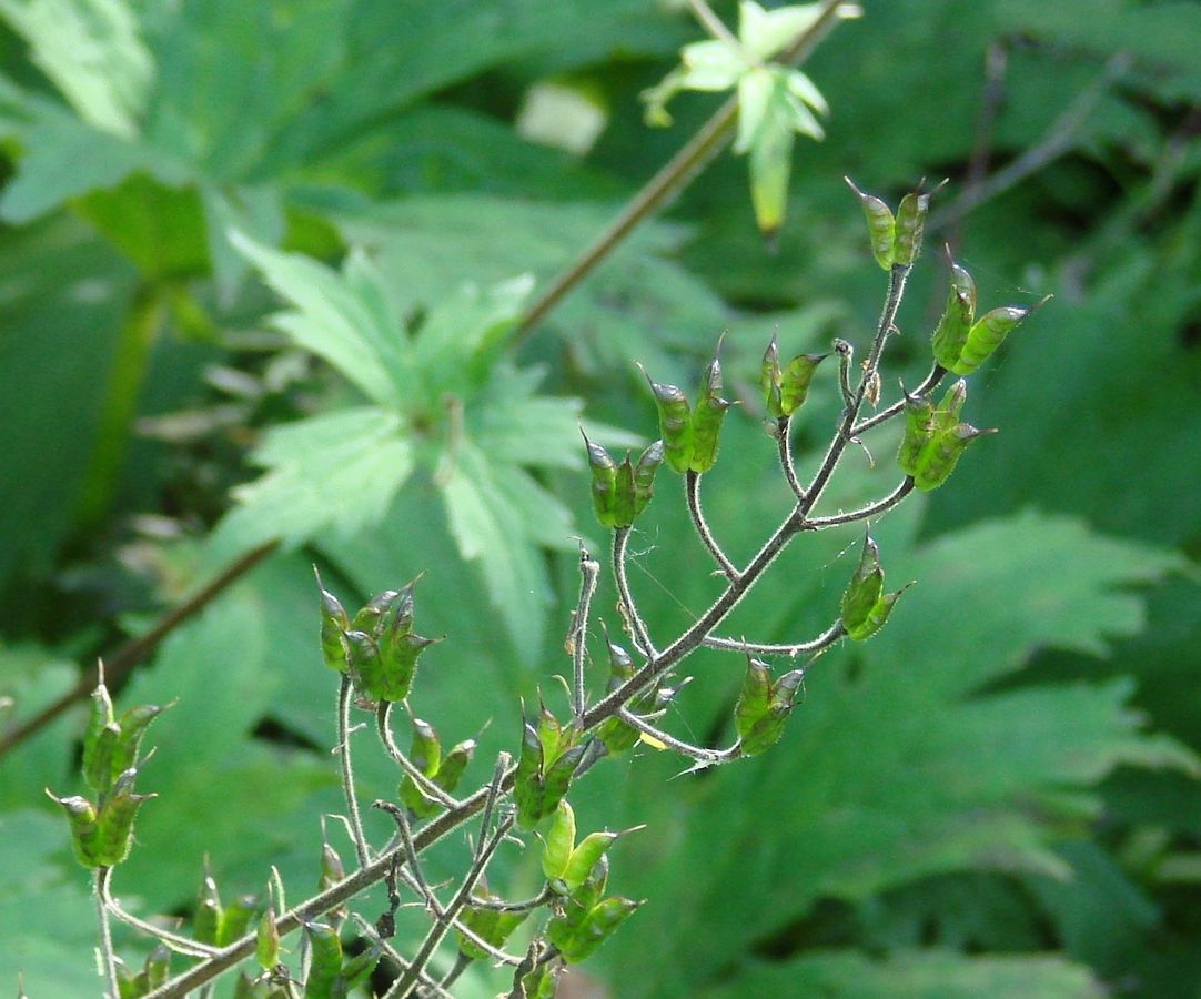 Изображение особи Aconitum septentrionale.