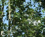 Populus alba