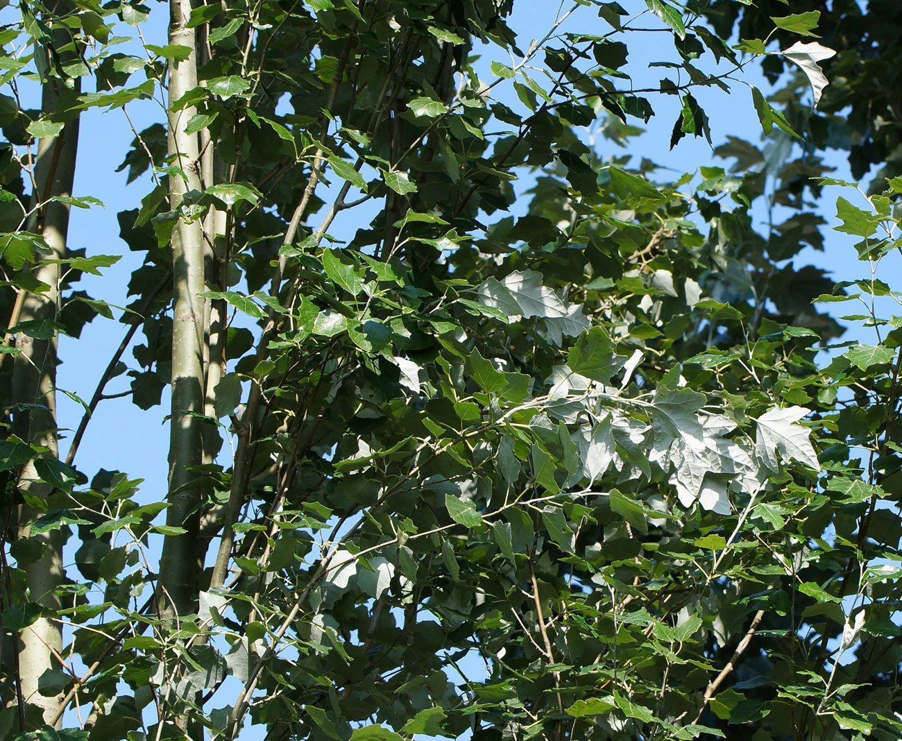 Изображение особи Populus alba.