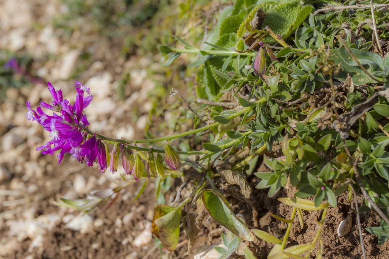 Изображение особи Polygala caucasica.