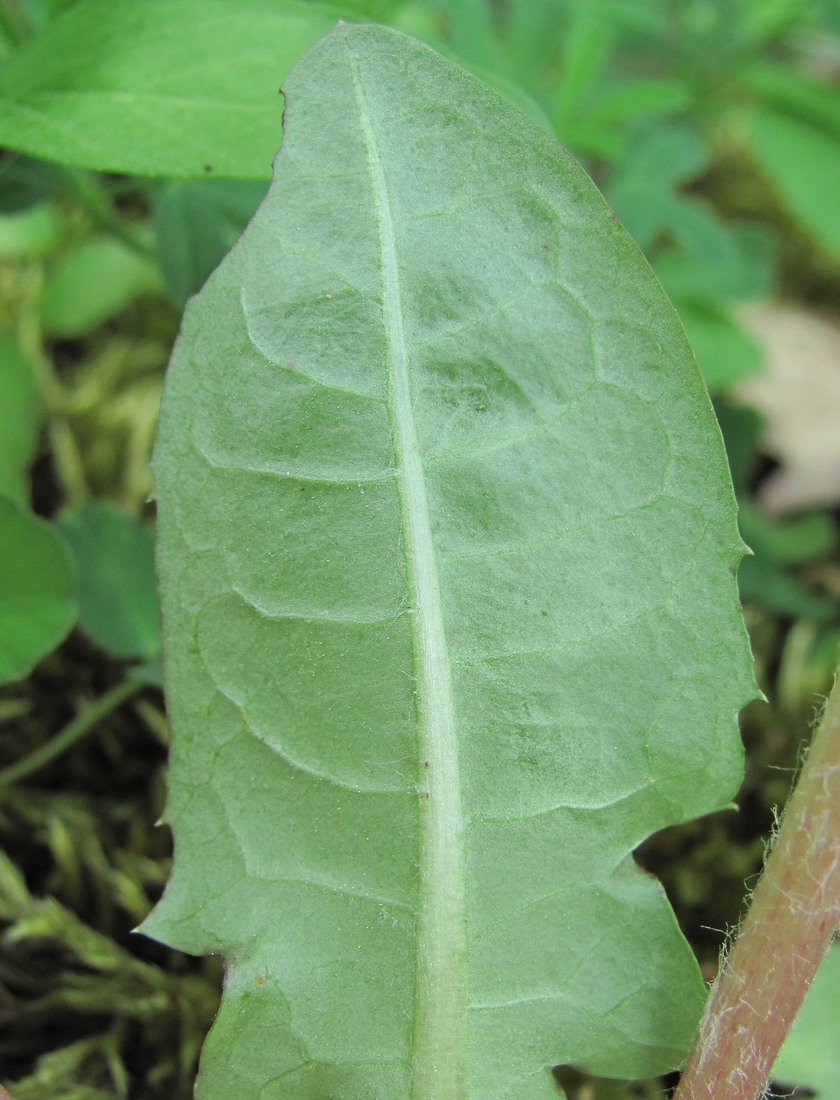 Изображение особи род Taraxacum.