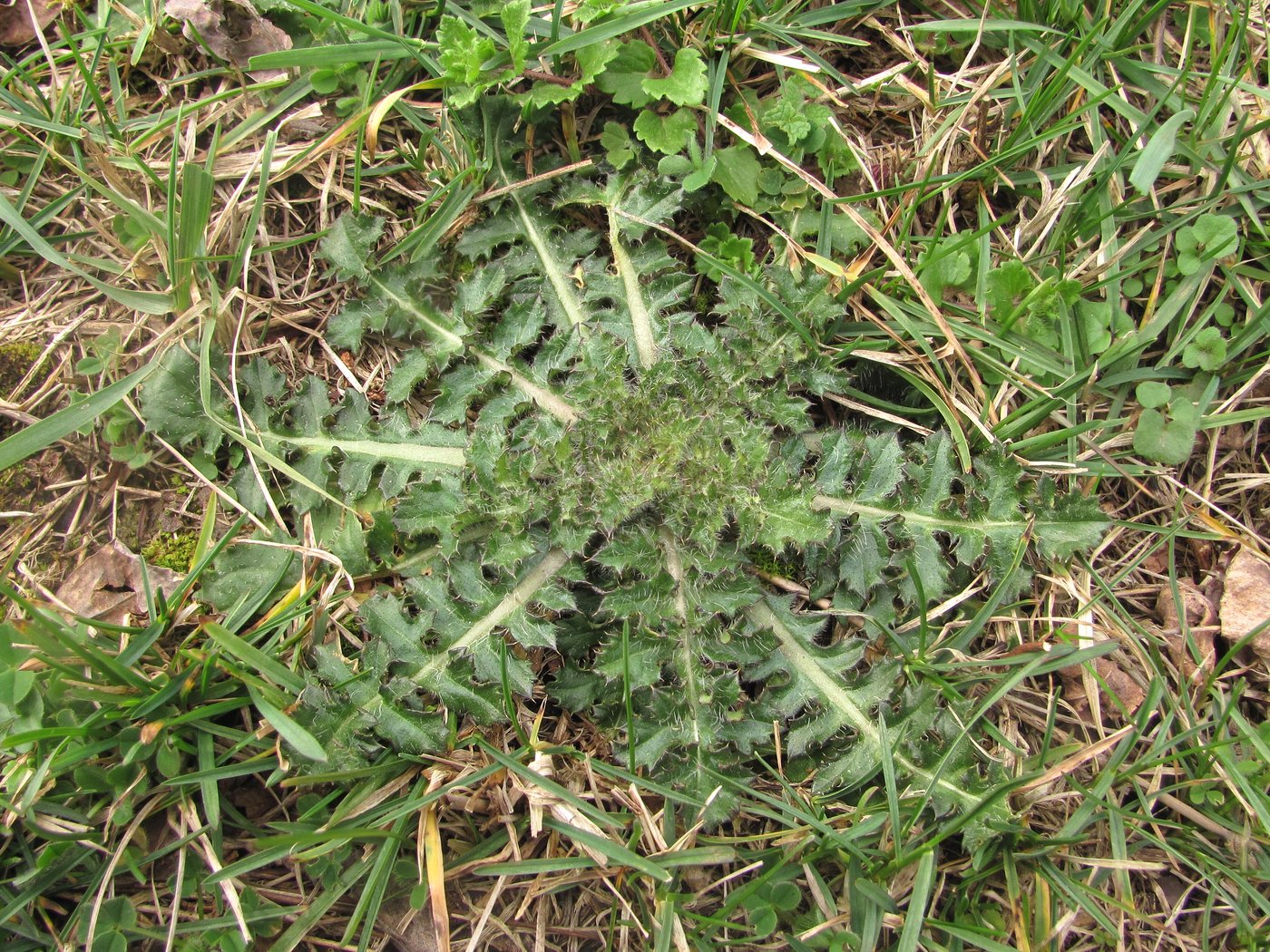 Image of familia Asteraceae specimen.