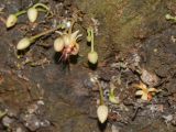 Theobroma cacao