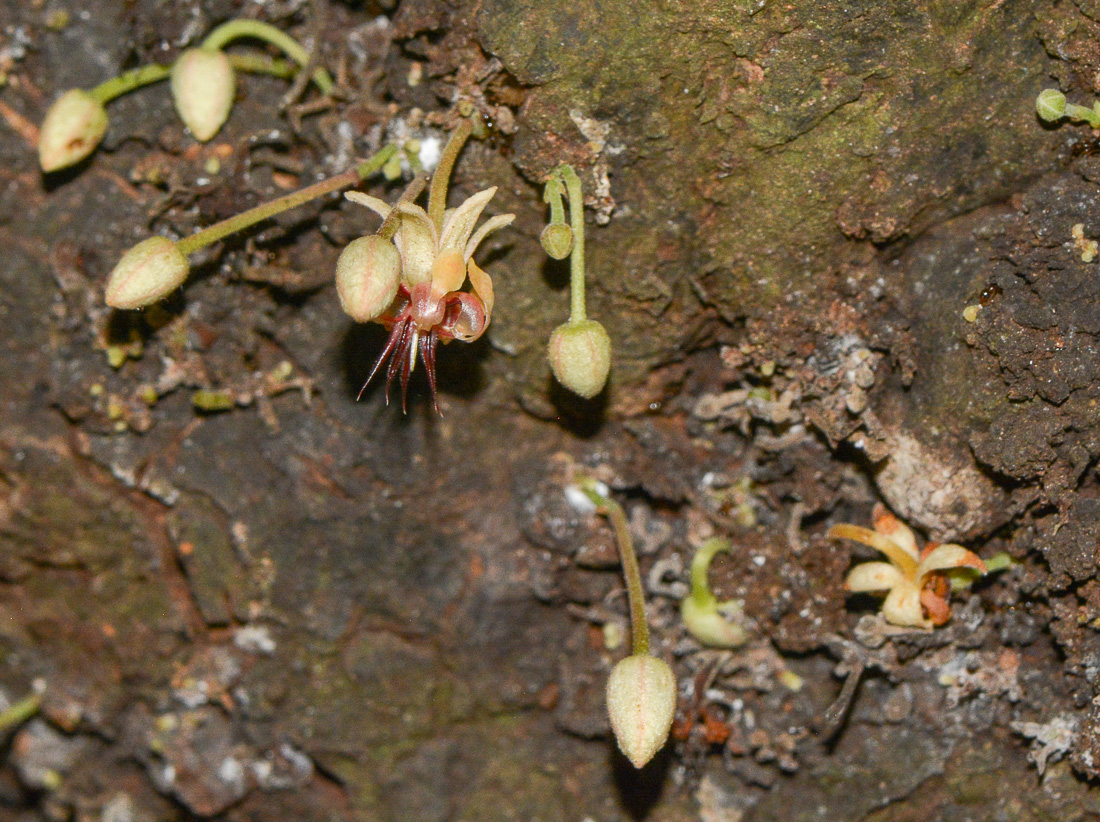 Image of Theobroma cacao specimen.
