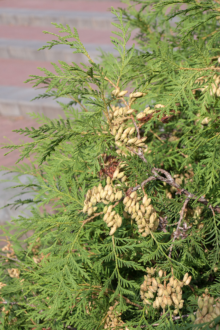 Image of Thuja occidentalis specimen.