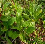 Valeriana capitata