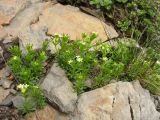 Galium bellatulum