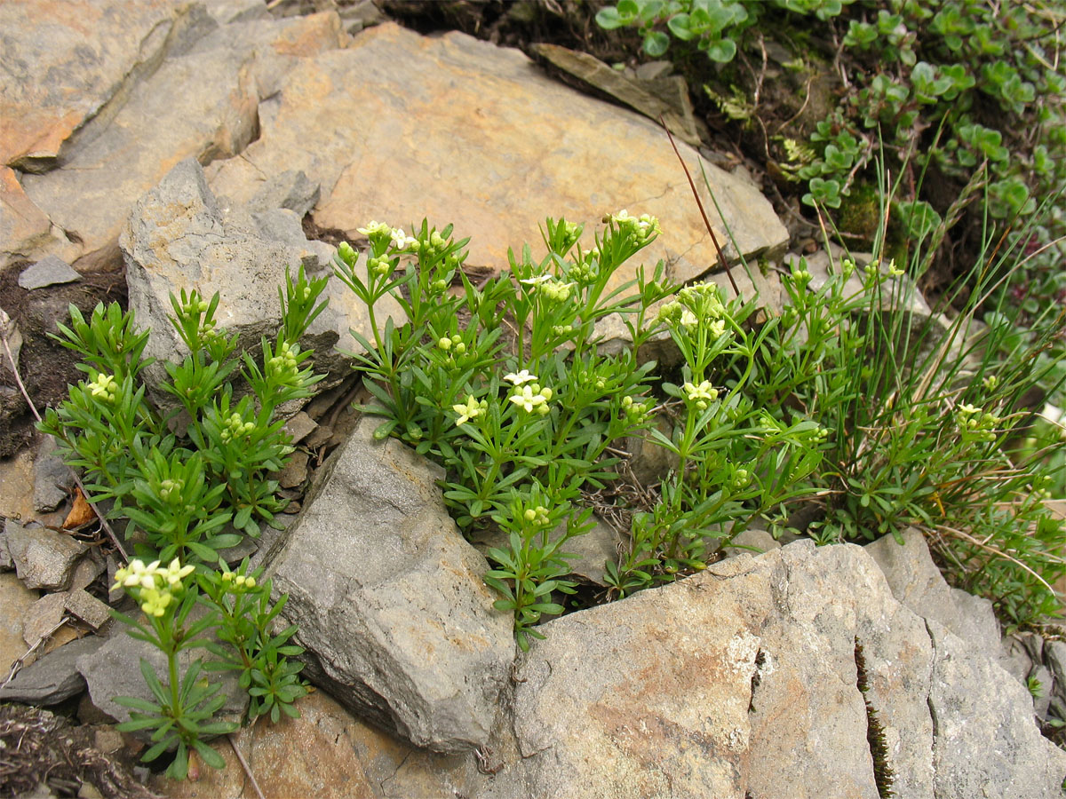 Изображение особи Galium bellatulum.