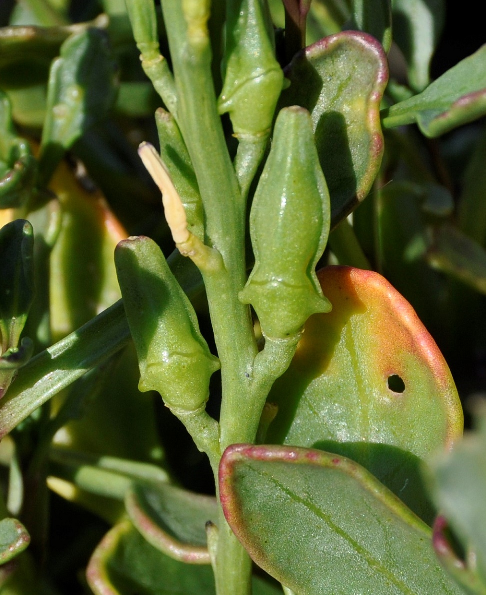 Изображение особи Cakile maritima ssp. integrifolia.