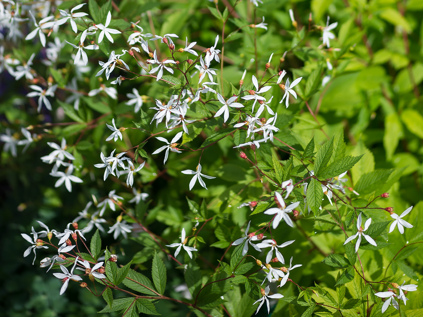 Image of Gillenia trifoliata specimen.