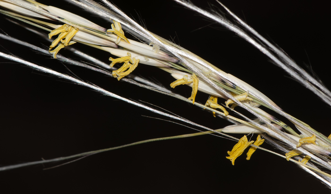 Image of Stipagrostis ciliata specimen.