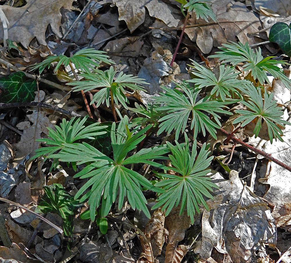 Изображение особи Delphinium schmalhausenii.