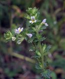 род Euphrasia