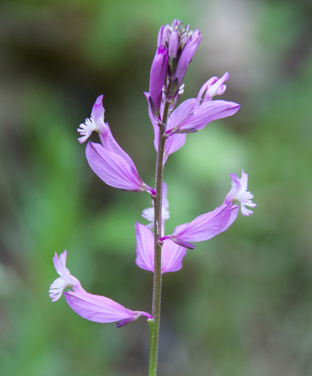 Image of Polygala major specimen.